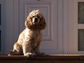 Posh dog Royalty Free Stock Photo