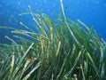 Posidonia Oceanica