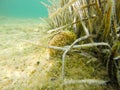 Posidonia Oceanica in Alghero seafloor