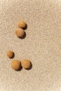 Posidonia oceanica fruits on a mediterranean beach