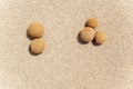 Posidonia oceanica fruits on a mediterranean beach