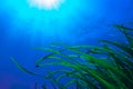 Posidonia oceanica in Mediterranean seabed Royalty Free Stock Photo