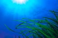 Posidonia oceanica in Mediterranean seabed