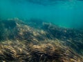 Posidonia seaweed in Malta Royalty Free Stock Photo