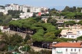 Posillipo pines Royalty Free Stock Photo