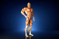 Posing athlete. Anatomical illustration. Contains clipping path