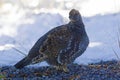 Posing Blue Grouse, Dendragapus obscurus Royalty Free Stock Photo