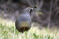 Posing California Quail Royalty Free Stock Photo