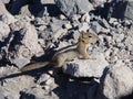 Posing Chipmunk Royalty Free Stock Photo