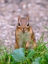 Posing chipmunk in the grass Royalty Free Stock Photo