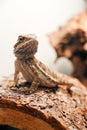 Posing Dragon Royalty Free Stock Photo