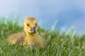 Posing Gosling in Michigan