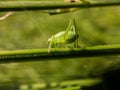 A posing grasshopper