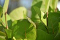 Posing Green Gecko Lizard on a Green Leaf