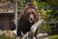 Posing grizzly bear Royalty Free Stock Photo