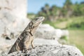 Posing Iguana in ruins of Tulum, Mexico Royalty Free Stock Photo