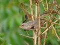 Posing Indian Garden Lizard Chameleon