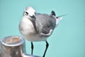 Posing Laughing Gull by the Ocean Waters Royalty Free Stock Photo