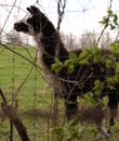 Posing like a statue, llama, Royalty Free Stock Photo