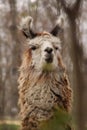 Posing like a statue, llama, Royalty Free Stock Photo