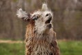 Posing like a statue, llama, Royalty Free Stock Photo