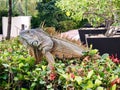 Posing Mexican Iguana