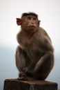 Posing monkey. Royalty Free Stock Photo