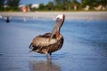 Posing pelican Royalty Free Stock Photo