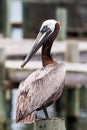 Posing Pelican