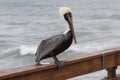 Posing Pelican