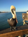 Posing pelican