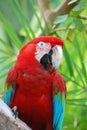 Posing Poised Scarlet Macaw Bird Royalty Free Stock Photo
