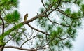 Posing Red Shouldered Hawk Royalty Free Stock Photo