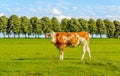 Posing red spotted young cow Royalty Free Stock Photo