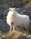 Posing sheep