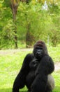 Posing Silverback Gorilla Royalty Free Stock Photo