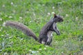 Posing Squirrel