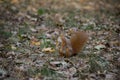 Posing squirrel in the grass.