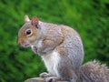 Posing squirrel