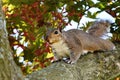 Posing Squirrel