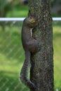 Posing Squirrel
