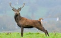 Posing Stag Royalty Free Stock Photo