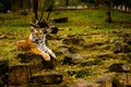 Posing tiger Royalty Free Stock Photo