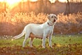 A Posing Yellow Labrador