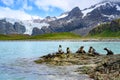 Young antarctic fur seals posing on rocks in front of mountains, glacier and penguin colony on beach in South Georgia Royalty Free Stock Photo