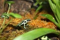 Posion Arrow Frog