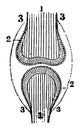 Position of the Bone Cartilage and Synovial Membranes, vintage illustration