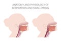 The position of the epiglottis during breathing and swallowing Royalty Free Stock Photo