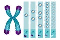 Position of telomeres at the end of our chromosomes. Royalty Free Stock Photo