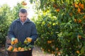 Positive adult european farmer picking carefully ripe mandarins on plantation